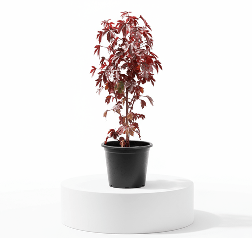 Cranberry Hibiscus acetosella | Red Leaved Hibiscus 0.4 - 0.5m - Greensouq -