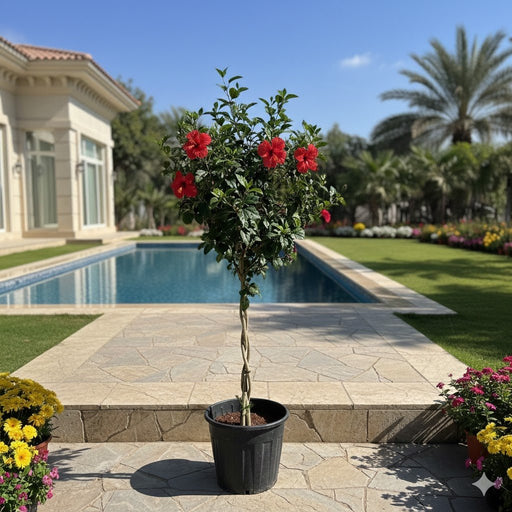 🌺 Hibiscus Red Twisted Trunk 1.3 - 1.5m - Greensouq - 
