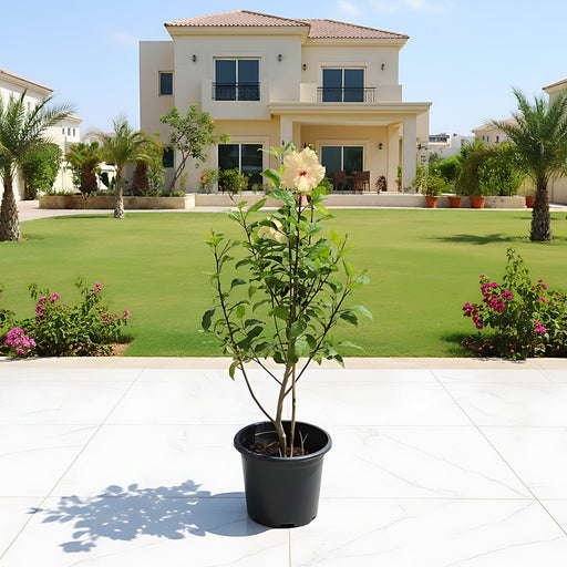 Hibiscus Rosa Sinensis "Cream" 0.5 - 0.6m - Greensouq - 