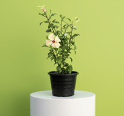 Hibiscus Rosa Sinensis "Cream" 0.5 - 0.6m - Greensouq - 