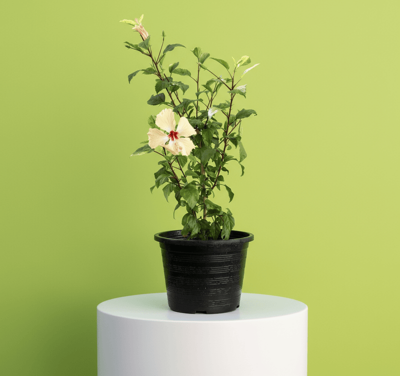 Hibiscus Rosa Sinensis "Cream" 0.5 - 0.6m - Greensouq - 