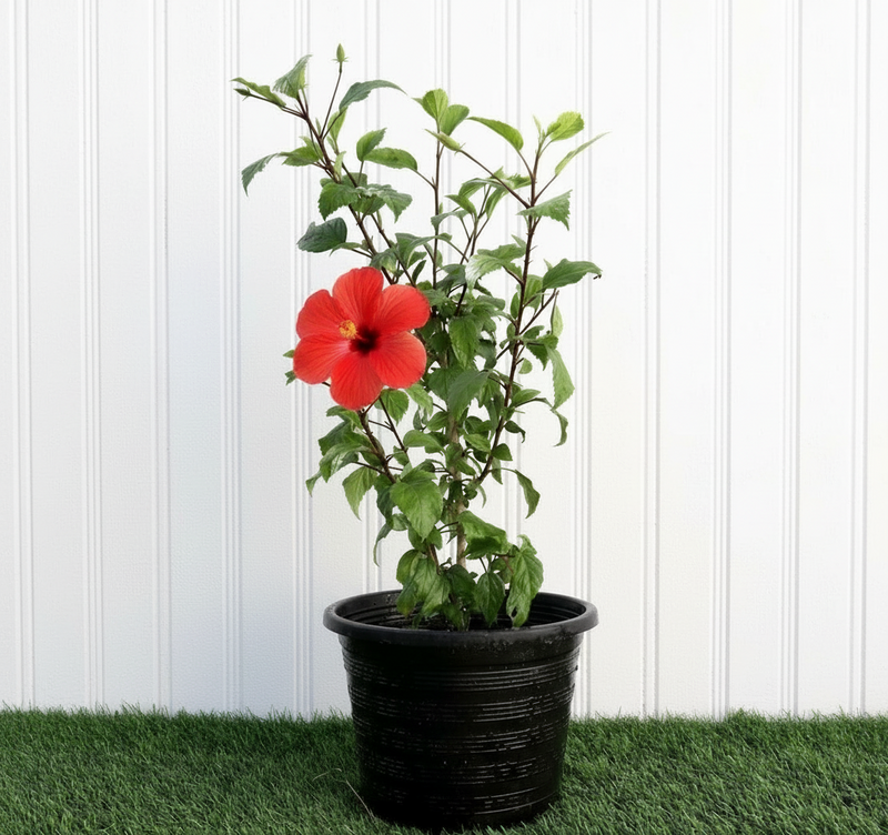 Hibiscus rosa sinensis Red