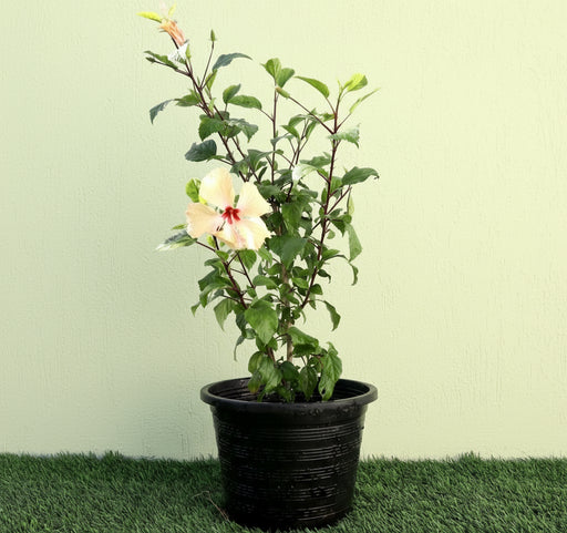 Hibiscus Rosa Sinensis "Cream" 0.5 - 0.6m - Greensouq - 