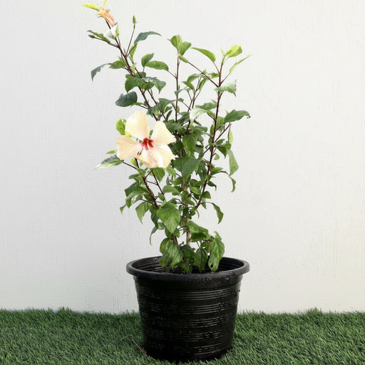 Cream Plant Hibiscus Rosa Sinensis "Cream" 0.5 - 0.6m - Greensouq -