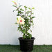 Hibiscus Rosa Sinensis "Cream" 0.5 - 0.6m - Greensouq - 