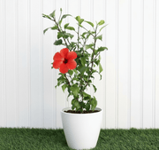 Hibiscus rosa sinensis Red - Greensouq - 