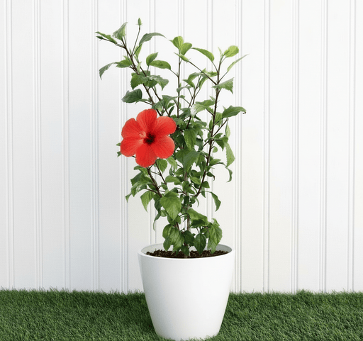 Hibiscus rosa sinensis Red - Greensouq - 