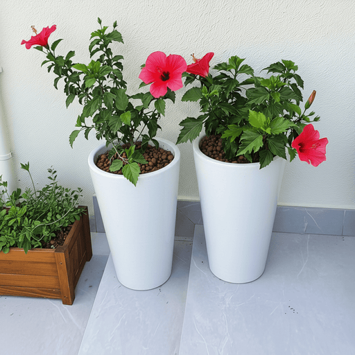 Hibiscus rosa sinensis Red - Greensouq - 