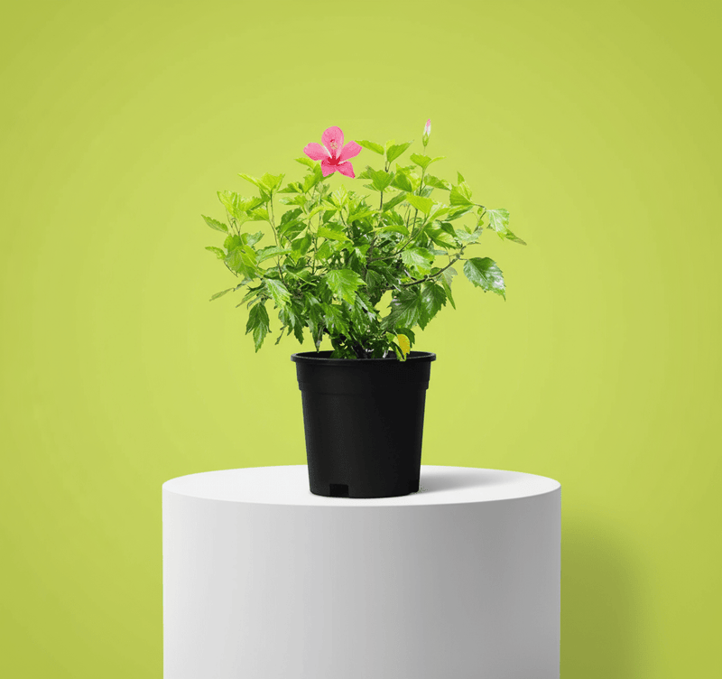 Hibiscus rosa sinensis Red - Greensouq - 