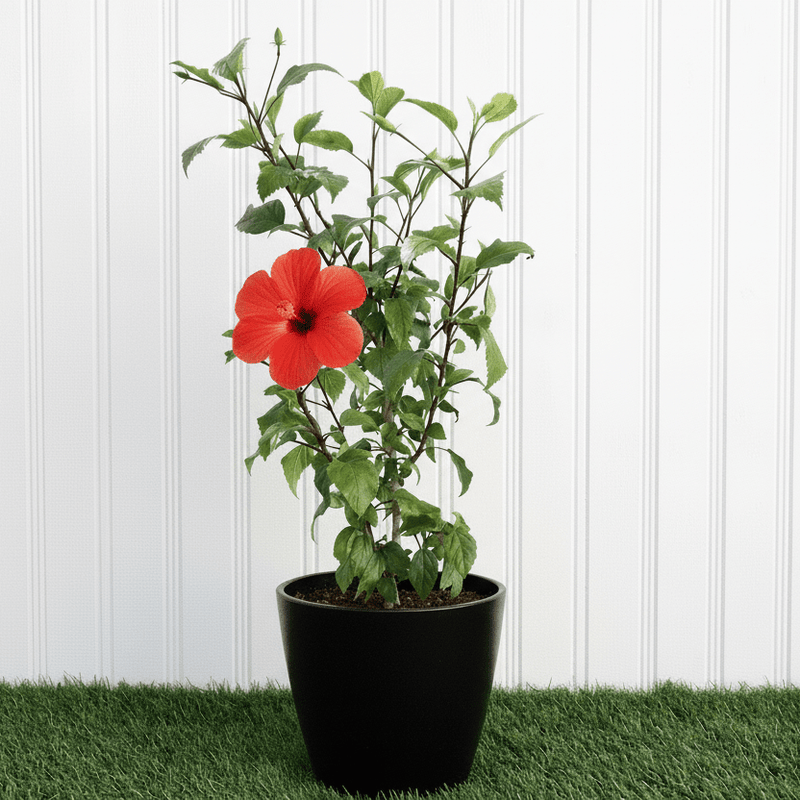 🌺 Hibiscus Rosa (Sinensis Red) | Dubai's Top China Rose Variety! - Greensouq - 