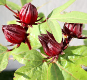Hibiscus Sabdariffa "Roselle/Karkade" 0.3 - 0.4m - Greensouq - 