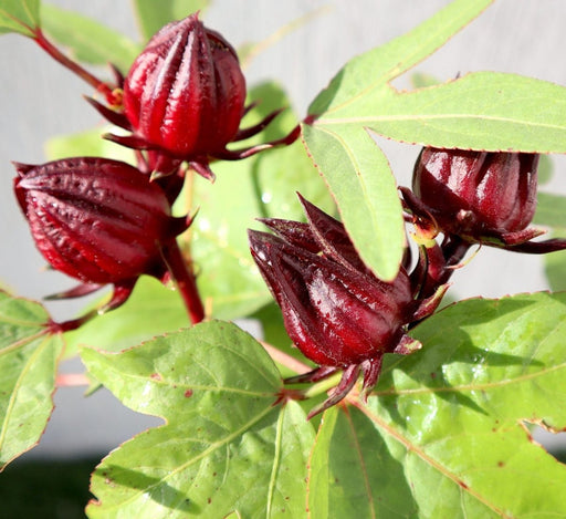 Hibiscus Sabdariffa "Roselle/Karkade" 0.3 - 0.4m - Greensouq - 
