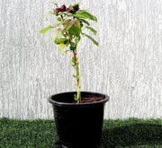 Hibiscus Sabdariffa "Roselle/Karkade" 0.3 - 0.4m - Greensouq - 