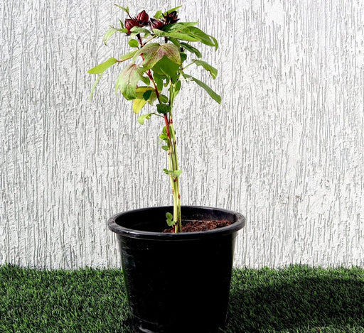 Hibiscus Sabdariffa "Roselle/Karkade" 0.3 - 0.4m - Greensouq - 