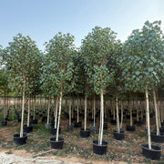 Hibiscus Tiliaceus "Beach Hibiscus" - Greensouq - 