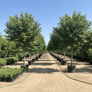 Hibiscus Tiliaceus "Beach Hibiscus" - Greensouq - 