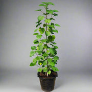 Hibiscus Tiliaceus "Beach Hibiscus" - Greensouq - 
