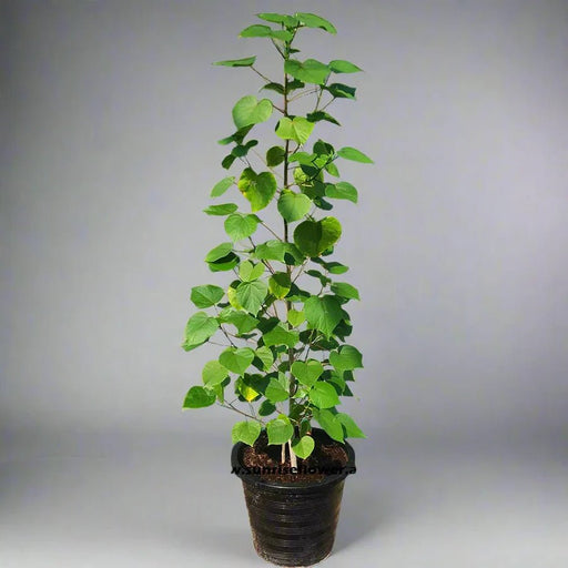 Hibiscus Tiliaceus "Beach Hibiscus" - Greensouq - 