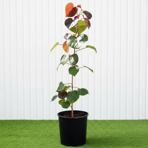 Hibiscus tiliaceus Rubra "Red Beach Hibiscus" 0.8 - 1.0m - Greensouq - 