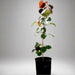 Hibiscus tiliaceus Rubra "Red Beach Hibiscus" 0.8 - 1.0m - Greensouq - 