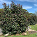 Hibiscus tiliaceus Rubra "Red Beach Hibiscus" 0.8 - 1.0m - Greensouq - 