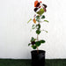 Hibiscus tiliaceus Rubra "Red Beach Hibiscus" 0.8 - 1.0m - Greensouq - 