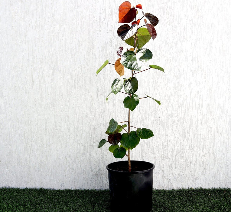 Hibiscus tiliaceus Rubra "Red Beach Hibiscus" 0.8 - 1.0m - Greensouq - 