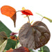 Hibiscus tiliaceus Rubra "Red Beach Hibiscus" 0.8 - 1.0m - Greensouq - 