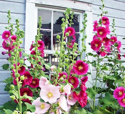 Hollyhocks Flower Plant "Alcea" 0.4 - 0.6 - Greensouq - 