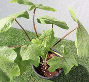 Hollyhocks Flower Plant "Alcea" 0.4 - 0.6 - Greensouq - 