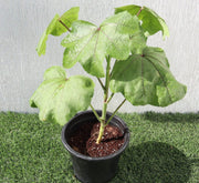 Hollyhocks Flower Plant "Alcea" 0.4 - 0.6 - Greensouq - 