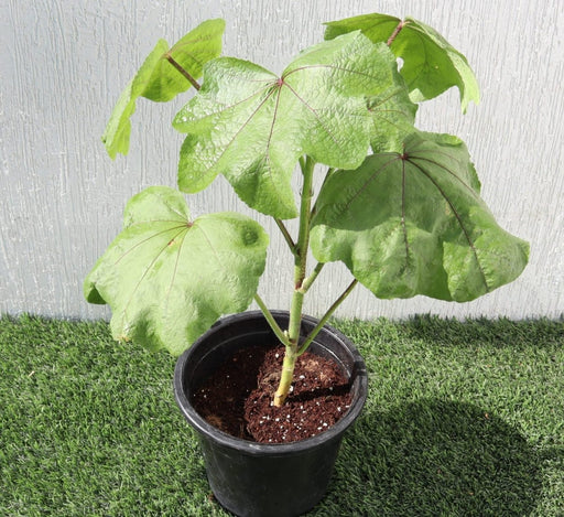 Hollyhocks Flower Plant "Alcea" 0.4 - 0.6 - Greensouq - 