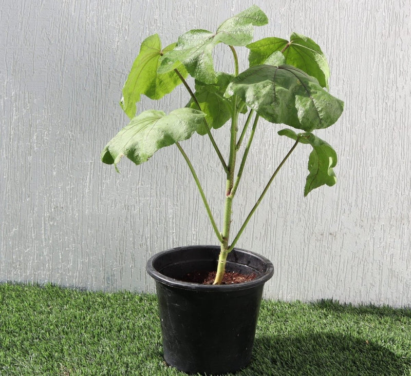 Hollyhocks Flower Plant "Alcea" 0.4 - 0.6 - Greensouq - 