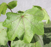 Hollyhocks Flower Plant "Alcea" 0.4 - 0.6 - Greensouq - 