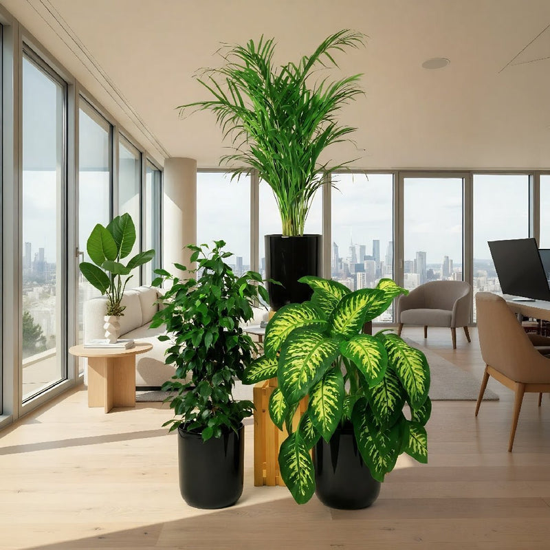 Home Decorator Plant Bundle - Greensouq - 