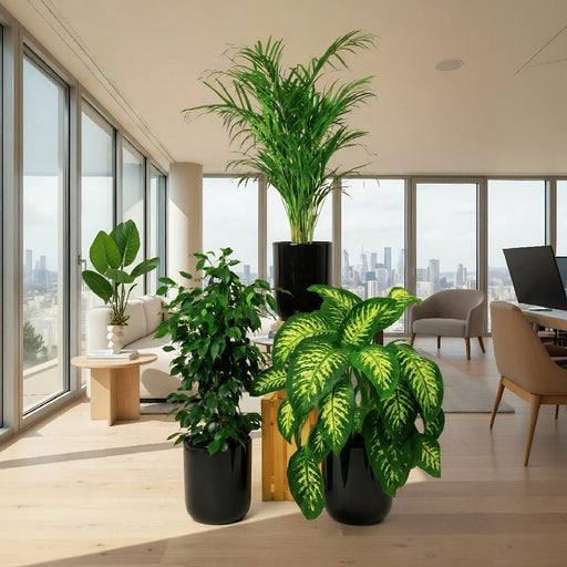 Home Decorator Plant Bundle - Greensouq - 