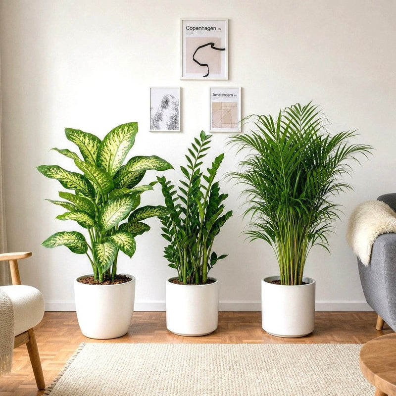 Home Decorator Plant Bundle 80-100cm in Ceramic Pot (Medium) | UAE Lush Greens! - Greensouq - indoor