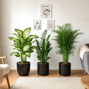 Home Decorator Plant Bundle 80-100cm in Ceramic Pot (Medium) | UAE Lush Greens! - Greensouq - indoor