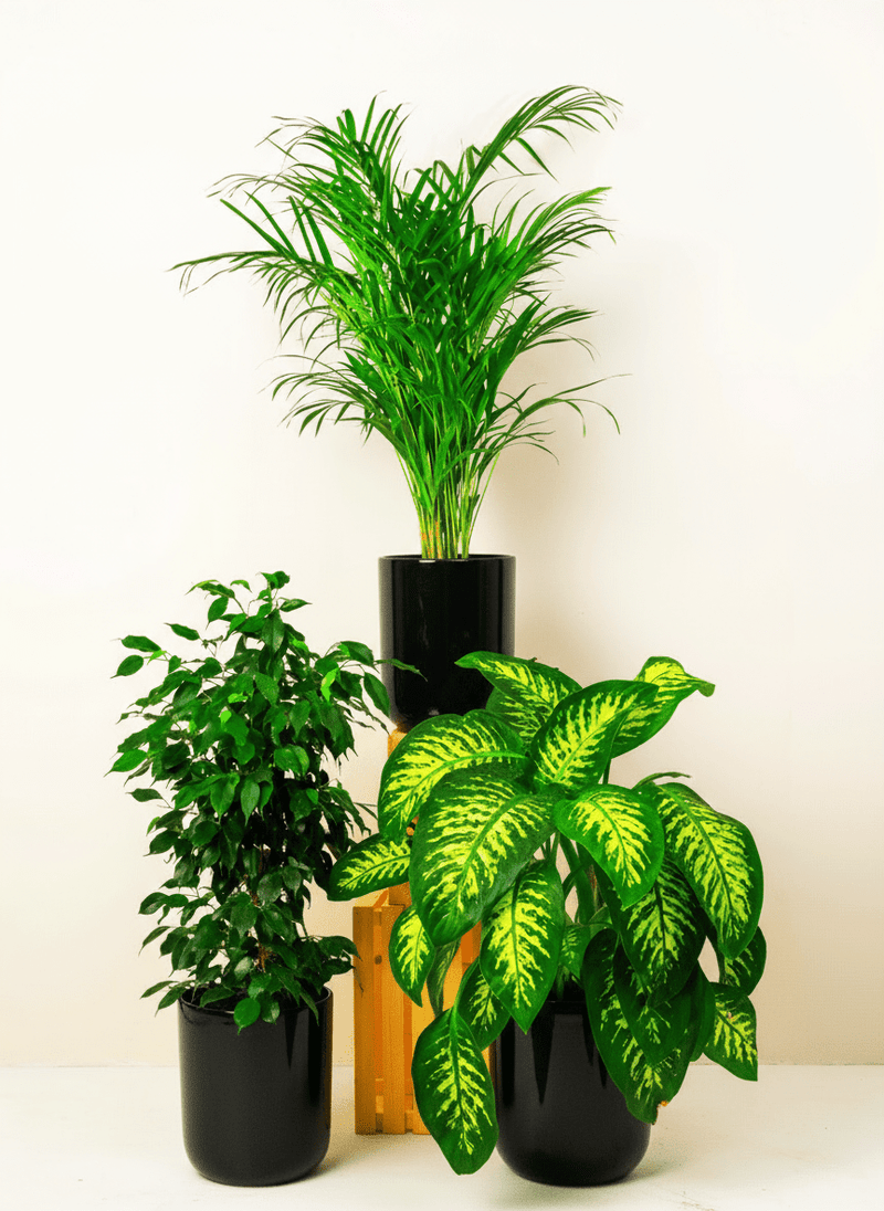 Home Decorator Plant Bundle - Greensouq - 
