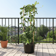 Honeysuckle Lonicera - 0.8 - 1.0m - Greensouq - 