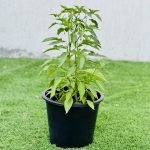 Hot Chili Plant - Greensouq - 