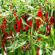 Hot Chili Plant - Greensouq - 