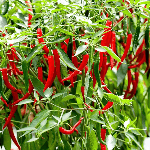 Hot Chili Plant - Greensouq - 
