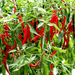 Hot Chili Plant - Greensouq - 