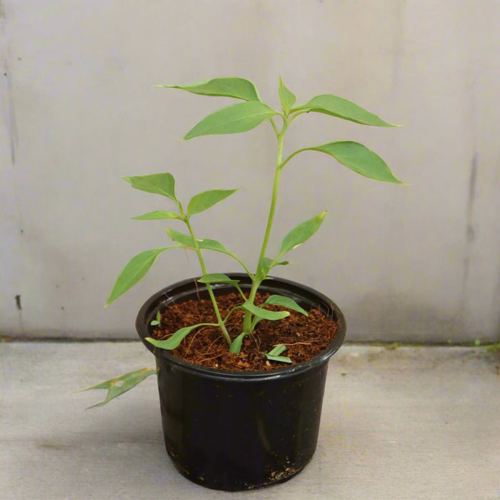 Hot Chili Plant - Greensouq - 