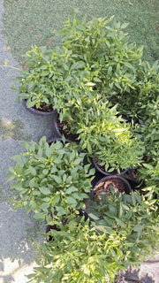 Hot Chili Plant - Greensouq - 