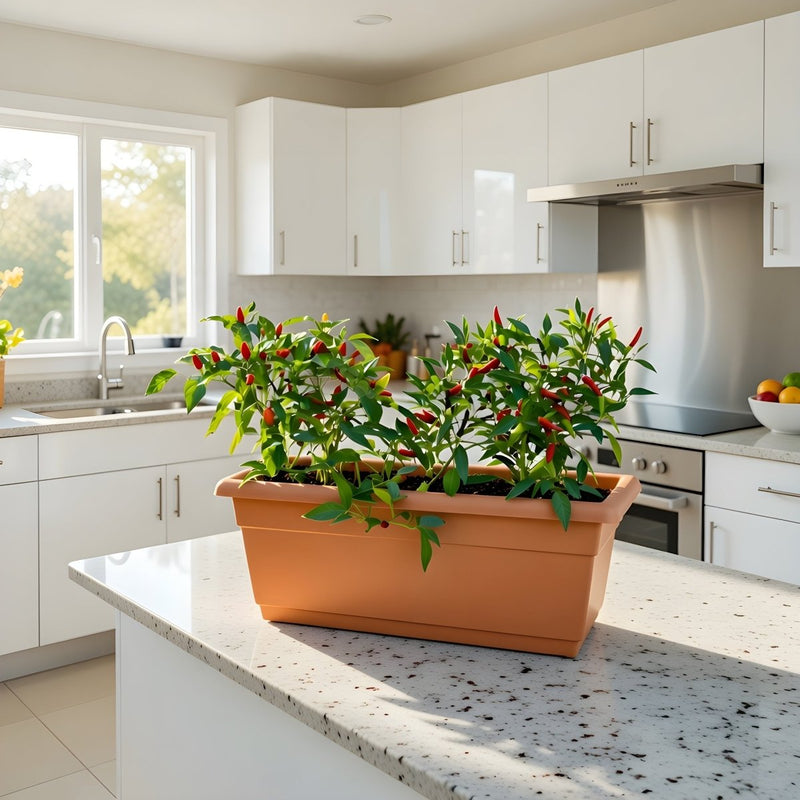 🌶️ Hot Chili Plant Box Organic - Greensouq - 