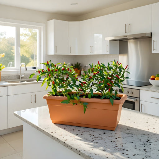 🌶️ Hot Chili Plant Box Organic - Greensouq - 