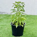 hot chilli plant greensouq