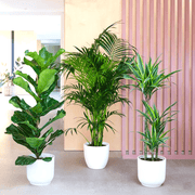 Houseplants Bundle (Fiddle Leaf Fig 1.0 - 1.2m, Areca Palm 1.0 - 1.2m, and Dracaena Fragrans - Gold Coast 1.0 - 1.2m) - Greensouq - 